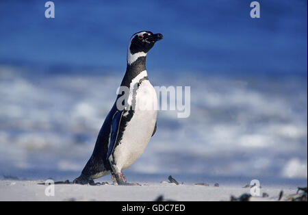 Magellan-Pinguin Spheniscus Magellanicus, Erwachsene ON BEACH, Argentinien Stockfoto
