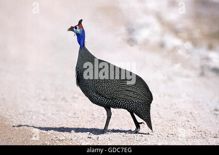 BEHELMTER PERLHÜHNER Numida Meleagris, Kenia Stockfoto