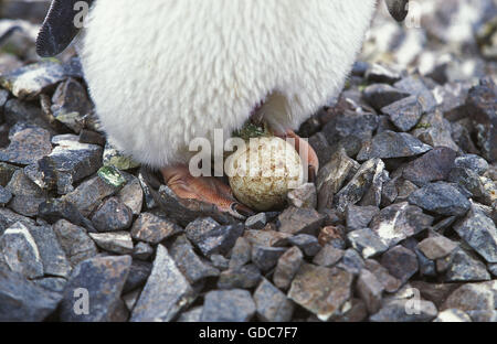 Adelie Penguin, Pygoscelis Adeliae, Erwachsene mit Ei, Paulet Island in der Antarktis Stockfoto