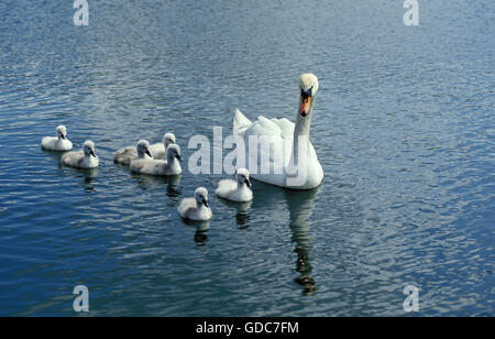 Mute Swan, Cygnus Olor, Erwachsene mit Küken auf dem Wasser Stockfoto