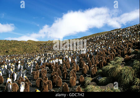 Königspinguin, Aptenodytes Patagonica, Kolonie in Salisbury Plain, Süd-Georgien Stockfoto