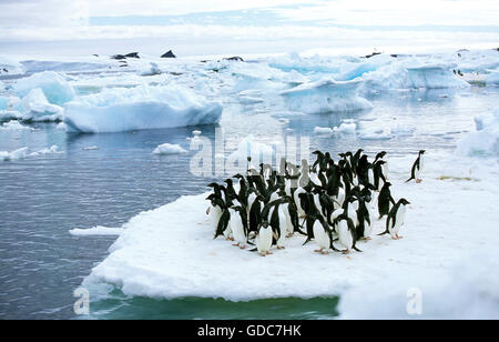 ADELIE PENGUIN Pygoscelis Adeliae, Kolonie ON PAULET ISLAND, Antarktis Stockfoto