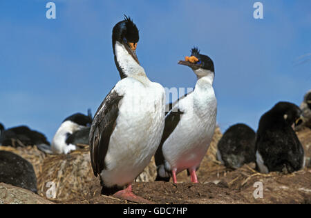 IMPERIAL Kormoran oder König Kormoran Phalacrocorax Atriceps Albiventer, Kolonie IN der Antarktis Stockfoto