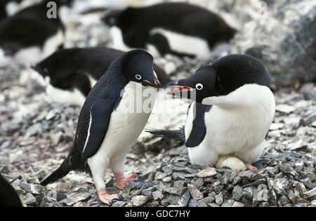 ADELIE PENGUIN Pygoscelis Adeliae, paar auf NEST, PAULET ISLAND, Antarktis Stockfoto