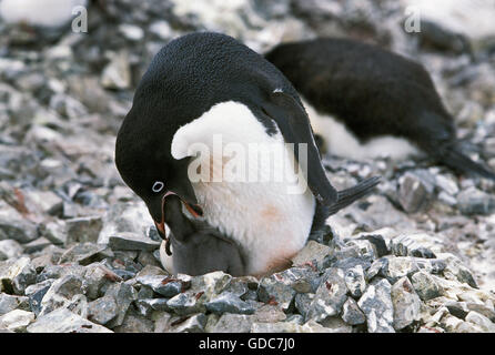 ADELIE PENGUIN Pygoscelis Adeliae, Erwachsene Fütterung Küken, PAULET ISLAND, Antarktis Stockfoto