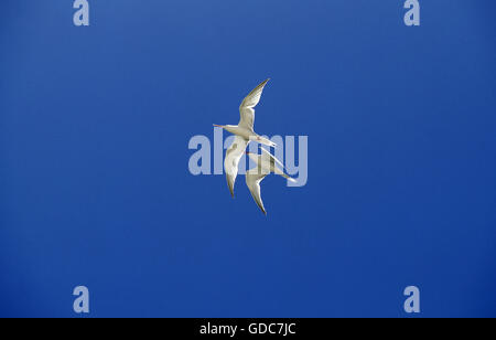 Küstenseeschwalbe Sterna Paradisaea, Erwachsene im Flug gegen blauen Himmel, Australien Stockfoto