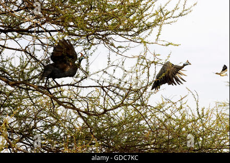 Behelmte Perlhühner Numida Meleagris, Masai Mara-Park in Kenia Stockfoto