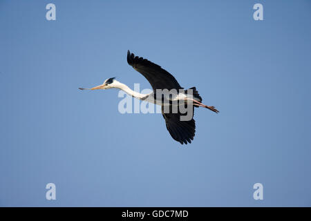 Graureiher, Ardea Cinerea, Erwachsener im Flug, Verschachtelung Material im Schnabel trägt, Camargue im Süden Frankreichs Stockfoto