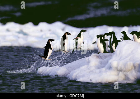 ADELIE PENGUIN Pygoscelis Adeliae, Gruppe springen OUT OF WATER, Antarktis Stockfoto