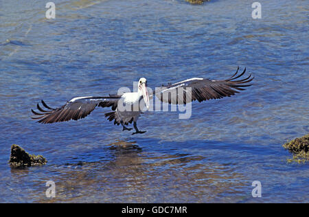 AUSTRALISCHER Pelikan Pelecanus Conspicillatus, Erwachsene Landung auf Wasser, Australien Stockfoto