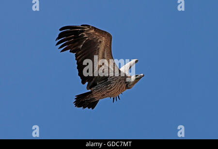 Afrikanische White Backed Vulture, abgeschottet Africanus, Erwachsenen im Flug gegen blauen Himmel Stockfoto