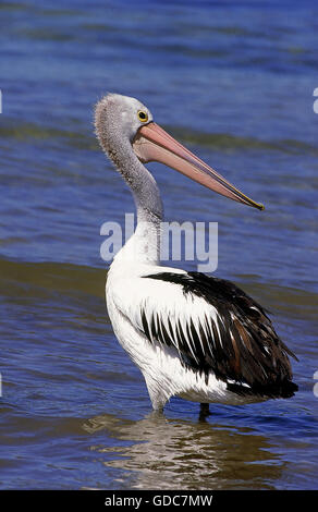 AUSTRALISCHER Pelikan Pelecanus Conspicillatus, Erwachsene Eintritt in Wasser, Australien Stockfoto