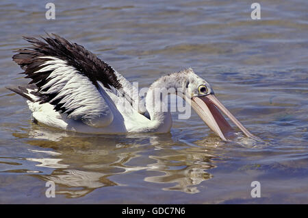 AUSTRALISCHER Pelikan Pelecanus Conspicillatus, Erwachsenen Fischen, Australien Stockfoto