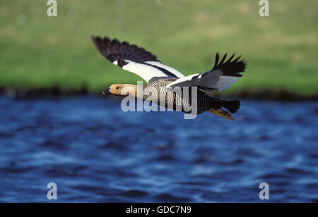 MAGELLAN Gans oder UPLAND Gans Chloephaga Picta, weibliche IN FLIGHT, Antarktis Stockfoto