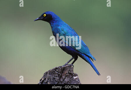 Cape glänzend Starling, Glanzstare Nitens, Südafrika Stockfoto