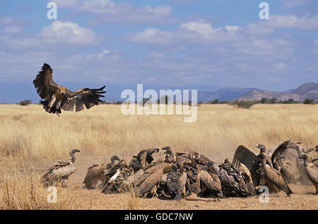 Ruppell der Geier, abgeschottet Rueppelli, Gruppe Essen Gnus Karkasse, Masai Mara-Park in Kenia Stockfoto