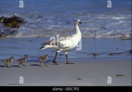 Magellan Gans oder Upland Gans, Chloephaga Picta Männchen und Küken am Strand, Antarktis Stockfoto