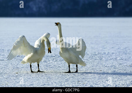 Singschwan, Cygnus Cygnus, paar umwerben Ritual durchführen, auf Eis, Insel Hokkaido in Japan Stockfoto