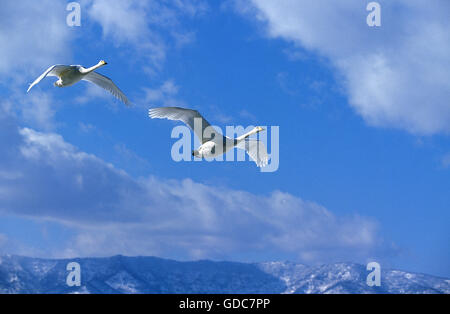 Singschwan, Cygnus Cygnus, paar im Flug, Hokkaido-Insel in Japan Stockfoto