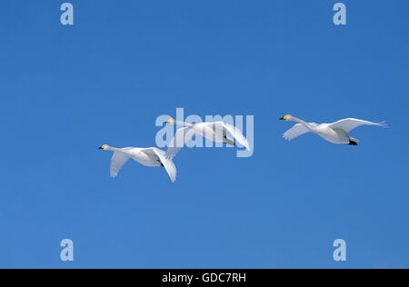 Singschwan, Cygnus Cygnus, Erwachsene im Flug gegen blauen Himmel, Insel Hokkaido in Japan Stockfoto