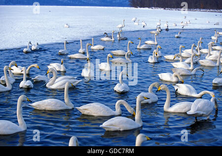 Singschwan, Cygnus Cygnus, Gruppe von Erwachsenen auf gefrorenen See, Insel Hokkaido in Japan Stockfoto