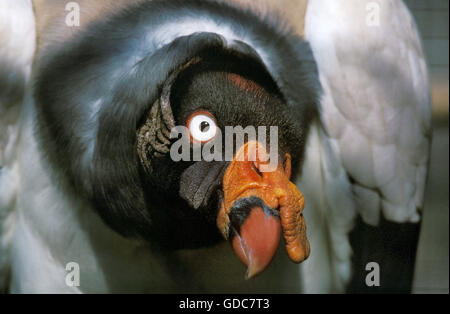 König Geier, Sarcoramphus Papa, Porträt von Erwachsenen Stockfoto