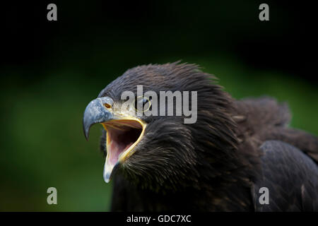 WEIßKOPFSEEADLER Haliaeetus Leucocephalus, Porträt von JUVENILE CALLING OUT Stockfoto