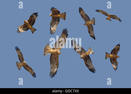 Schwarzmilan Milvus Migrans, im Flug Stockfoto