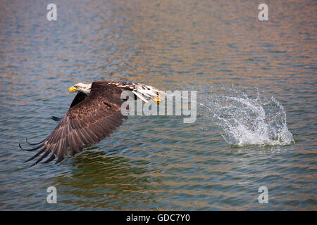 Weißkopfseeadler haliaeetus leucocephalus, JUVENILE Angeln im See Stockfoto