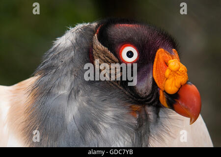 König Geier, Sarcoramphus Papa, Porträt von Erwachsenen Stockfoto