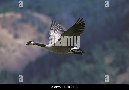 KANADAGANS Branta Canadensis, Erwachsenen fliegen, Kanada Stockfoto