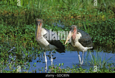 MARABOU Storch Leptoptilos Crumeniferus IN Sumpf, Tansania Stockfoto