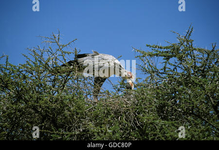 Erwachsenen Sekretär Vogel Schütze Serpentarius Fütterung Küken im NEST Stockfoto