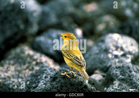 Schnäpperrohrsänger, Dendroica Petechia, Erwachsene auf Stein, Galapagos Stockfoto