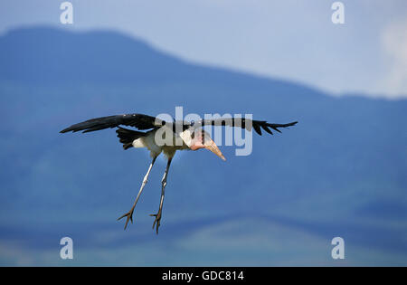 MARABOU Storch Leptoptilos Crumeniferus fliegen, Tansania Stockfoto