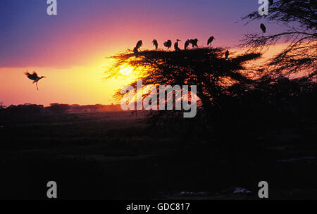 MARABOU Storch Leptoptilos Crumeniferus, Gruppe thront IN Akazie, Kenia Stockfoto