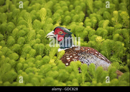 Gemeinsamen Fasan, Phasianus Colchicus, Männlich, Normandie Stockfoto