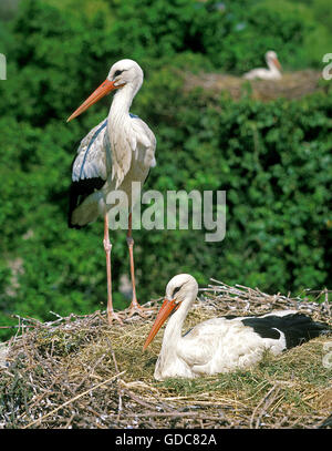Weißstorch, Ciconia Ciconia, paar auf Nest Stockfoto