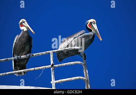 Brauner Pelikan, Pelecanus Occidentalis, Erwachsene, waren Stockfoto