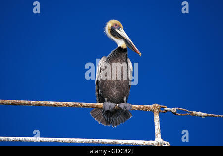 Brauner Pelikan, Pelecanus Occidentalis, Erwachsenen auf Boot Geländer gegen blauen Himmel Stockfoto