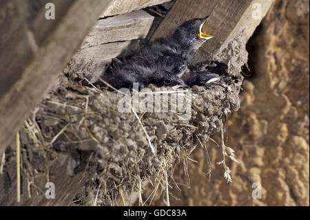 RAUCHSCHWALBE Hirundo Rustica, Küken im NEST, Normandie Stockfoto