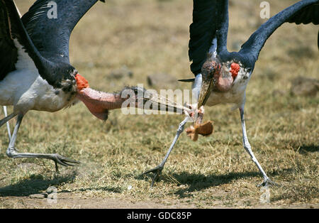 Marabou Storch, Leptoptilos Crumeniferus, Erwachsene mit Beute, Kenia Stockfoto