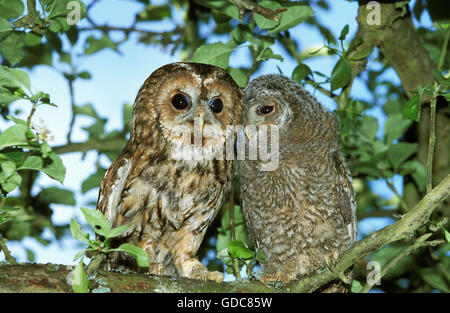 Eurasische Waldkauz Strix Aluco, daumendick mit Küken Stockfoto