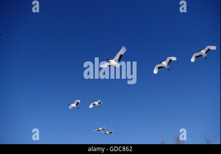 JAPANISCHE Kran Grus Japonensis, Erwachsene IN FLIGHT, Insel HOKKAIDO IN JAPAN Stockfoto