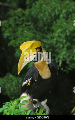 Großes Hornbill Buceros Bicornis, Erwachsene Stockfoto