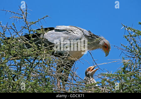 Sekretärin-Vogel, Schütze Serpentarius, Erwachsene mit jungen im Nest, Serengeti-Park in Tansania Stockfoto