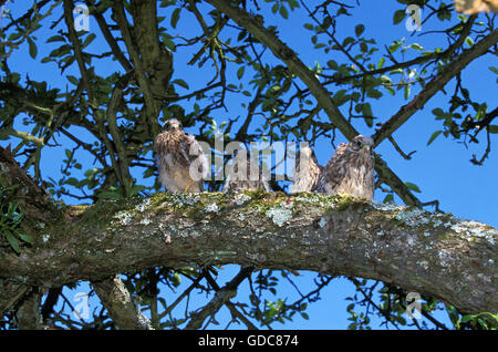 Turmfalken Falco Tinnunculus, Youngs, fledgelings Stockfoto