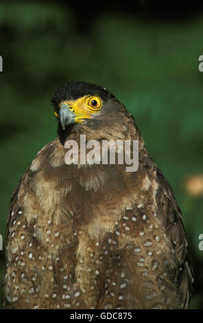 Crested Serpent Adler, Spilornis Cheela, Porträt von Erwachsenen Stockfoto