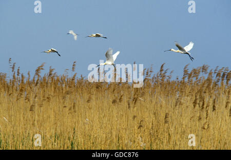 Löffler, Platalea Leucorodia, Gruppe in Fligh durch Sumpf Stockfoto