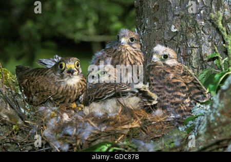 Turmfalken Falco Tinnunculus, Weibchen mit Küken im Nest, Normandie Stockfoto